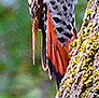 A Red-shafted Flicker, making me chase him, from tree to tree.