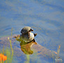 Snapping Turtles, Chico, California