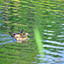 A Pair of Wood Ducks