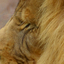 African Lion. Its nap time for the King of Beasts.
