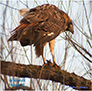 Red Tail Hawk With Kill 1