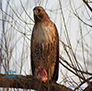 Red Tail Hawk With Kill 2