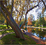 It's Fall in Bidwell Park, Chico, California