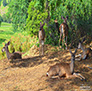 Deer caught napping in the afternoon, in the Sierra Foothills.