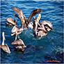 Brown Pelicans Feeding