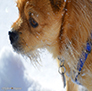 Playing in 10' snow drifts, at Lassen Peak, my sidekick Rocky the Wonderdog!