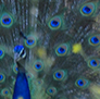 Male Peacock, displaying.