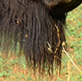 A female Buffalo, injured, after a fight with another female.