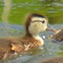 A very proud female Wood Duck with her Ducklings.