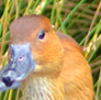 Fulvous Whistling Ducks. Hey, who drained the pool